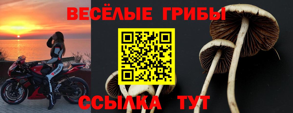 Псилоцибиновые грибы Psilocybine cubensis Свободный